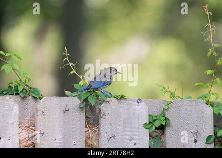 Un oiseau bleu de l'est juvénile perché sur une clôture couverte de vigne dans un jardin du Texas. Banque D'Images