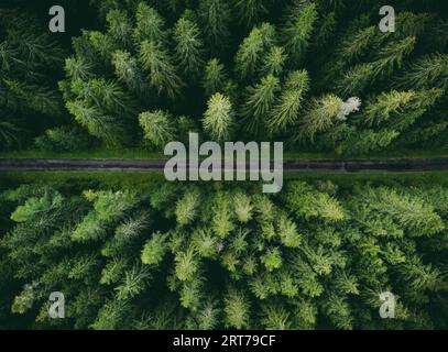 Photo aérienne grand angle par drone (vue de dessus) d'une forêt de pins verts incroyable avec route courbe (chemin). Image colorée et saturée de chemin dans la nature à partir d'un Banque D'Images