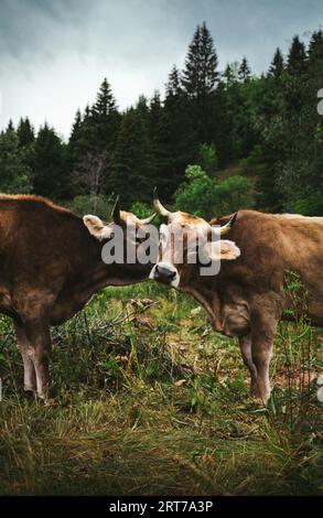Belles vaches sur le pâturage près de la forêt par temps sombre et morose. Vaches brunes sur le pâturage vert le soir - posant ensemble. Banque D'Images