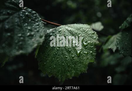 Une photo de mauvaise humeur de feuilles vertes avec des gouttes d'eau après la pluie dans la forêt sur fond sombre. Feuille verte le jour de pluie dans la forêt illuminée avec le jour doux Banque D'Images