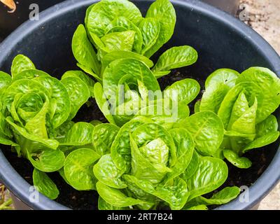 Laitue romaine cultivée en récipient, Lactuca sativa var. Longifolia, dans un jardin de Plymouth, Royaume-Uni Banque D'Images