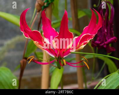 Tépales rouges reflex du grimpeur tendres annuel Gloriosa superba 'Rothschildiana' Banque D'Images