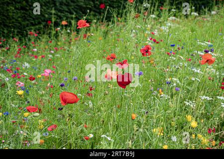 prairie de fleurs sauvages en été pleine floraison Banque D'Images