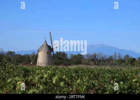 Moulin de Claira vu du vignoble avec montagnes des Pyrénées visibles en arrière-plan. Un moulin à vent entièrement restauré situé près de Claira, France Banque D'Images