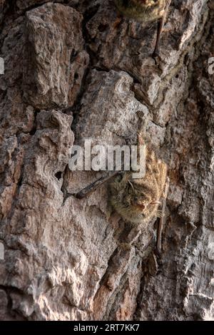 Chauve-souris proboscis, Rhynchonycteris naso, ou chauve-souris proboscis à long nez, chauve-souris à nez pointu, chauve-souris brésilienne à long-nez ou chauve-souris de rivière dans le Pantanal, Brésil Banque D'Images