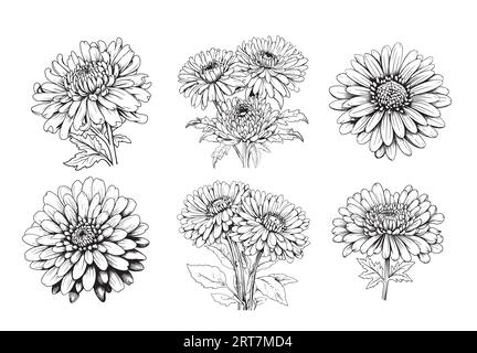 Ensemble de fleurs d'Aster esquisse dessinée à la main fleurs de jardin .Vector Illustration de Vecteur