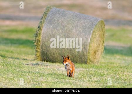 Le renard roux (Vulpes vulpes) chasse dans les prairies fraîchement tondues / prairies coupées avec des balles de foin rondes au printemps Banque D'Images