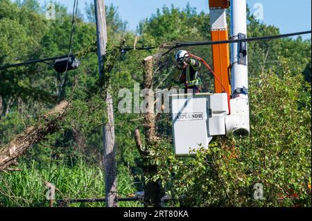 Potterville, MI - 9 septembre 2023 : un arboriste élague des arbres près des lignes électriques avec une branche qui tombe Banque D'Images