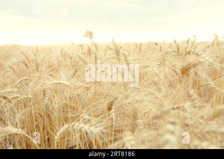 Champ avec blé jaune mature. Épillets de blé sur le champ. Banque D'Images