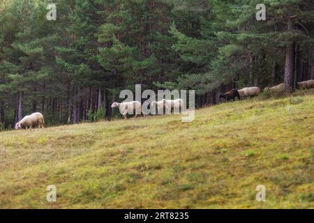 Moutons dans une prairie sur l'herbe verte, troupeau pâturant dans une colline près de la forêt Banque D'Images