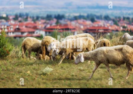 Panorama de la ville d'été all seasons resort bulgare Bansko, Bulgarie et troupeau de moutons Banque D'Images