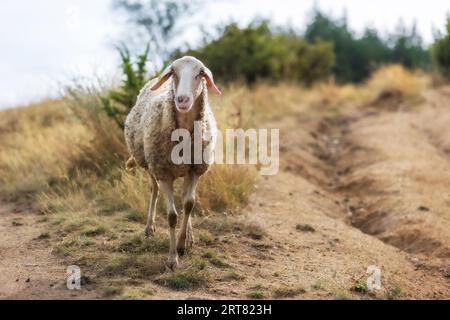 Moutons pleins de bourgeons collants regardant la caméra, troupeau paissant dans une colline Banque D'Images