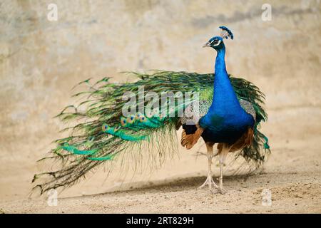 Aviron indien (Pavo cristatus) debout sur le sol, Espagne Banque D'Images