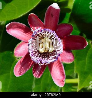 Fleur violette de fruit de la passion, Serra da Canastra, état de Minas Gerais, Brésil Banque D'Images