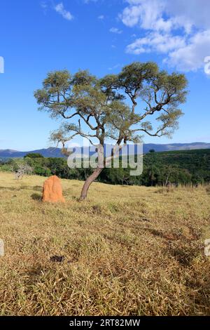 Monticule d'arbres et de termites, paysage de la Serra da Canastra, Sao Roque das Minas, état du Minas Gerais, Brésil Banque D'Images