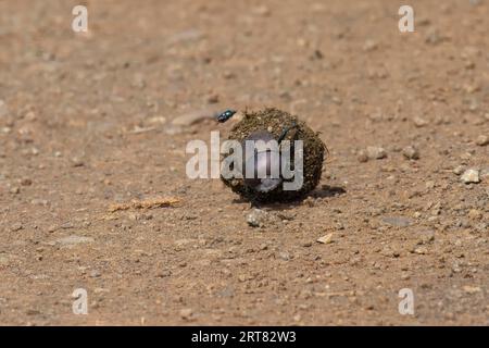 Bousier ou scarabée poussant les excréments autour de la boule, Kwazulu Natal province, Afrique du Sud Banque D'Images