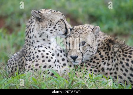 Deux jeunes guépards d'Afrique du Sud-est (Acinonyx jubatus jubatus) pondant dans l'herbe, province du Kwazulu Natal, Afrique du Sud Banque D'Images