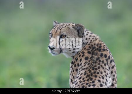 Portrait d'un jeune guépard d'Afrique du Sud-est (Acinonyx jubatus jubatus), province du Kwazulu Natal, Afrique du Sud Banque D'Images