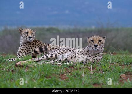 Deux jeunes guépards d'Afrique du Sud-est (Acinonyx jubatus jubatus) pondant dans l'herbe, province du Kwazulu Natal, Afrique du Sud Banque D'Images