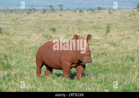 Rhinocéros blanc, rhinocéros blanc ou rhinocéros à lèvres carrées (Ceratotherium simum) recouvert de terre rouge, province du Kwazulu Natal, Afrique du Sud Banque D'Images