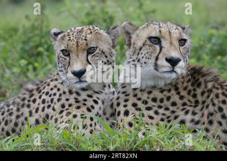 Deux jeunes guépards d'Afrique du Sud-est (Acinonyx jubatus jubatus) pondant dans l'herbe, province du Kwazulu Natal, Afrique du Sud Banque D'Images