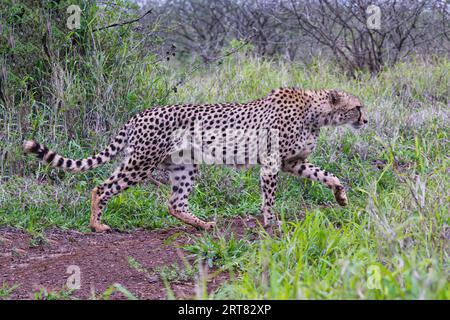 Jeune guépard d'Afrique du Sud-est (Acinonyx jubatus jubatus) traquant dans la savane, province du Kwazulu Natal, Afrique du Sud Banque D'Images