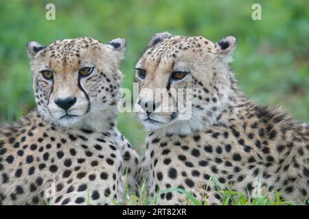 Deux jeunes guépards d'Afrique du Sud-est (Acinonyx jubatus jubatus) pondant dans l'herbe, province du Kwazulu Natal, Afrique du Sud Banque D'Images