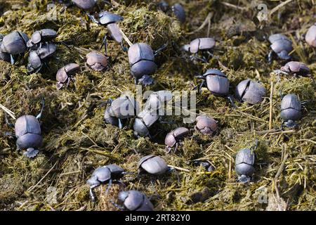 Bousier ou scarabée poussant les excréments autour de la boule, Kwazulu Natal province, Afrique du Sud Banque D'Images