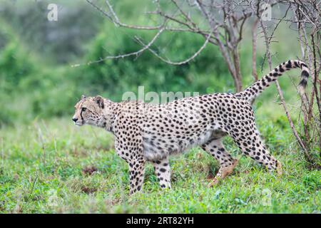 Jeune guépard d'Afrique du Sud-est (Acinonyx jubatus jubatus) traquant dans la savane, province du Kwazulu Natal, Afrique du Sud Banque D'Images