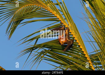 Renard volant mauricien (Pteropus niger) dans un palmier près du Morne, Maurice Banque D'Images