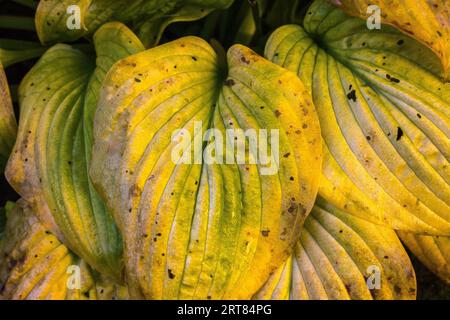 Hosta en décomposition feuilles en automne Banque D'Images