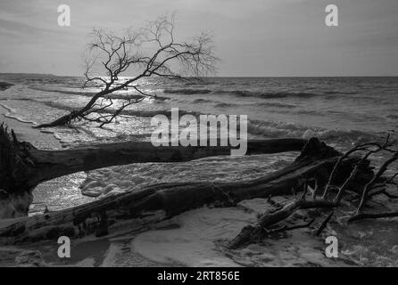 Avec sa flore et sa faune très diverses, la forêt de Darsswald couvre la majeure partie de la péninsule de Darss de la mer Baltique et est protégée par la Vorpommersche Banque D'Images