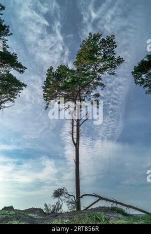 Avec sa flore et sa faune très diverses, la forêt de Darsswald couvre la majeure partie de la péninsule de Darss de la mer Baltique et est protégée par la Vorpommersche Banque D'Images