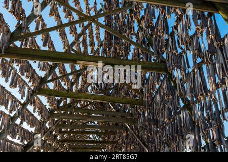 Casiers géants en bois avec des tonnes de morue suspendues à l'air libre de la mer pour sécher et devenir stockfish sur les îles Lofoten en Norvège par jour clair d'hiver Banque D'Images