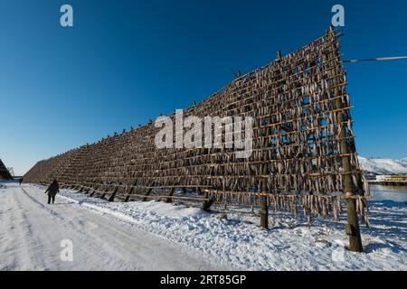 Casiers géants en bois avec des tonnes de morue suspendues à l'air libre de la mer pour sécher et devenir stockfish sur les îles Lofoten en Norvège par jour clair d'hiver Banque D'Images