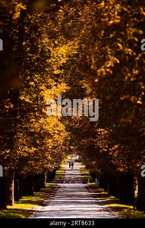 Belle allée dans le parc Tivoli à Ljubljana en automne avec des arbres à feuilles de couleur brun orange Banque D'Images