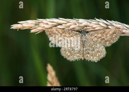 Un petit regard marbré est assis sur un brin d'herbe, Une vague de lewes est sittin sur un stock d'herbe Banque D'Images