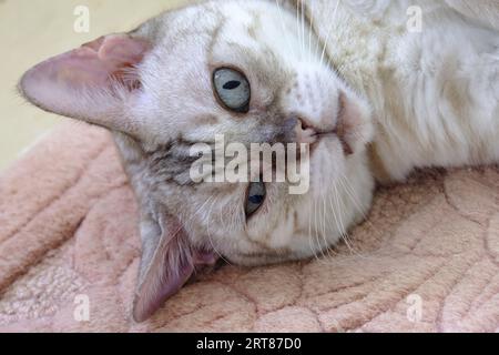 Adulte femelle Snow Rosette Bengal Cat détendu sur le tapis et regardant directement la caméra Banque D'Images
