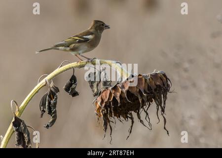Un chaffinch à la recherche de nourriture, Un chaffinch commun est à la recherche de fourrage Banque D'Images