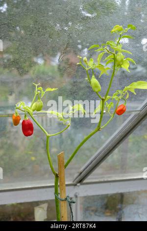 Piments Chili Scotch Bonnet poussant dans une serre britannique Banque D'Images