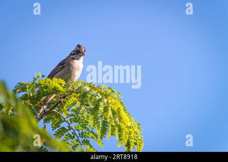 Moineau à col roux posant sur une branche d'arbre supérieure Banque D'Images