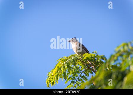 Moineau à col roux posant sur une branche d'arbre supérieure Banque D'Images