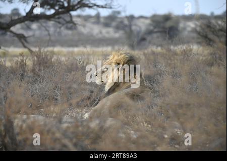 Lion à manne noire Kalahari à Kgalagadi Banque D'Images