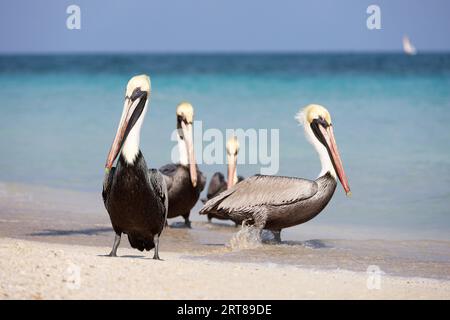 Quatre pélicans reposant sur le sable de la plage de l'océan Atlantique. Oiseaux sauvages sur fond de vagues bleues Banque D'Images