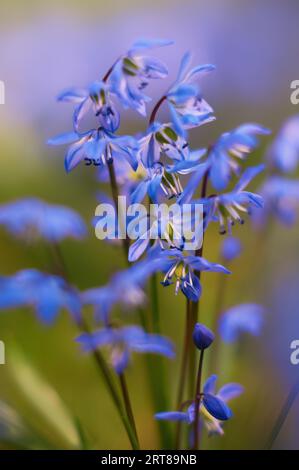 Étoile bleue (scilla siberica) sur prairie Banque D'Images