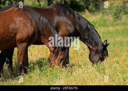 Une baie rouge et une baie sombre cheval arabe paissant dans l'herbe profonde des genoux au soleil de printemps Banque D'Images