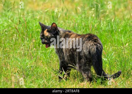 Chat tortie orange et noir marchant dans l'herbe haute sur une journée chaude de printemps, haletant Banque D'Images