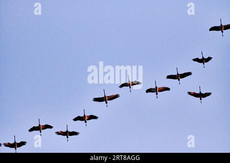 Troupeau de grues volant à l'endroit pour dormir Banque D'Images