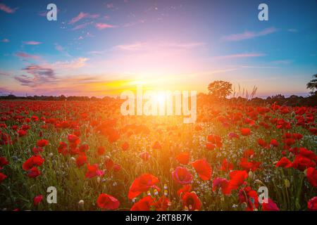 Champ de pavot dans la belle lumière du coucher de soleil Banque D'Images