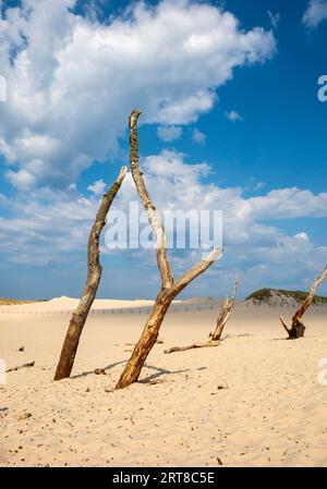 Arbres morts, parc national Slovincien, parc Slowinski Narodowy, Pologne Banque D'Images